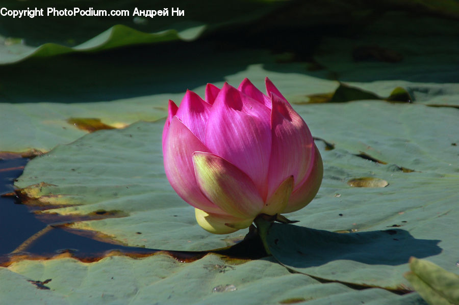 Flower, Lily, Plant, Pond Lily, Cactus, Blossom, Flora