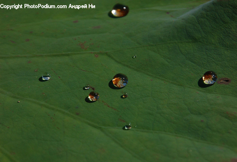 Droplet, Field, Grass, Grassland, Plant, Leisure Activities