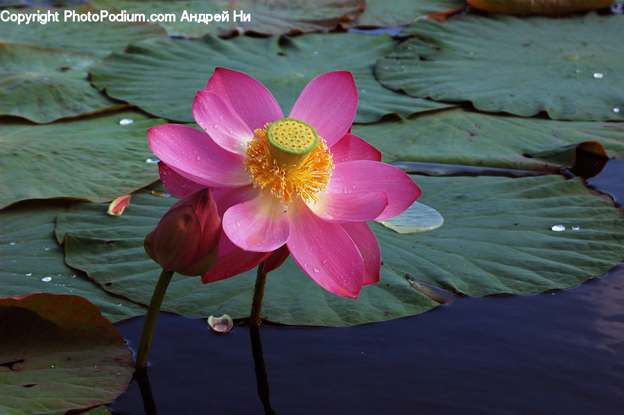 Flower, Lily, Plant, Pond Lily, Hole, Blossom, Flora