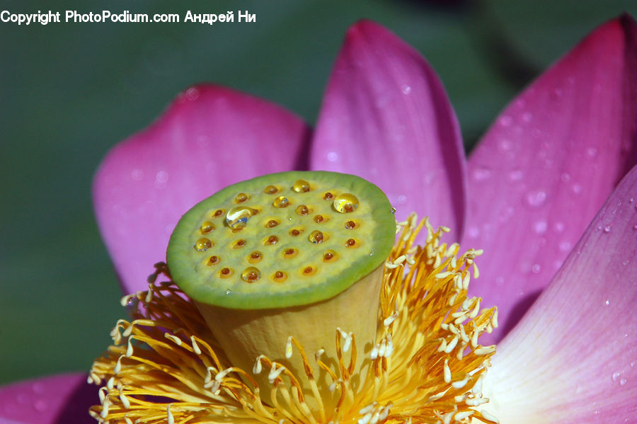 Blossom, Flora, Flower, Plant, Crocus, Bee, Insect