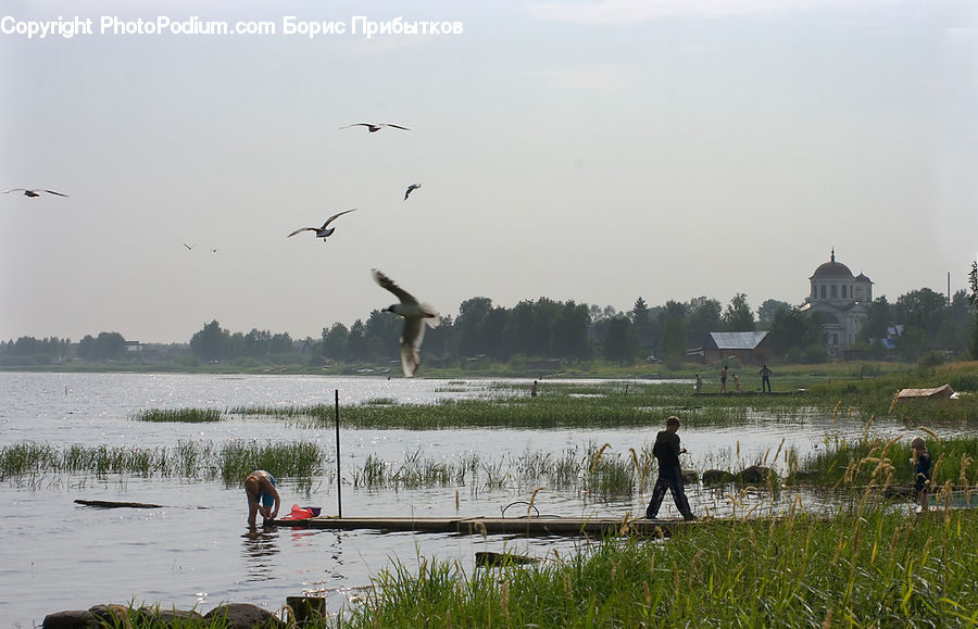 Bird, Crane Bird, Heron, Field, Grass, Grassland, Plant
