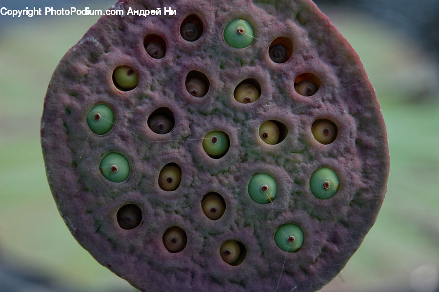 Alcyonacea, Brain Coral, Coral Reef, Invertebrate, Reef, Sea Life, Fruit