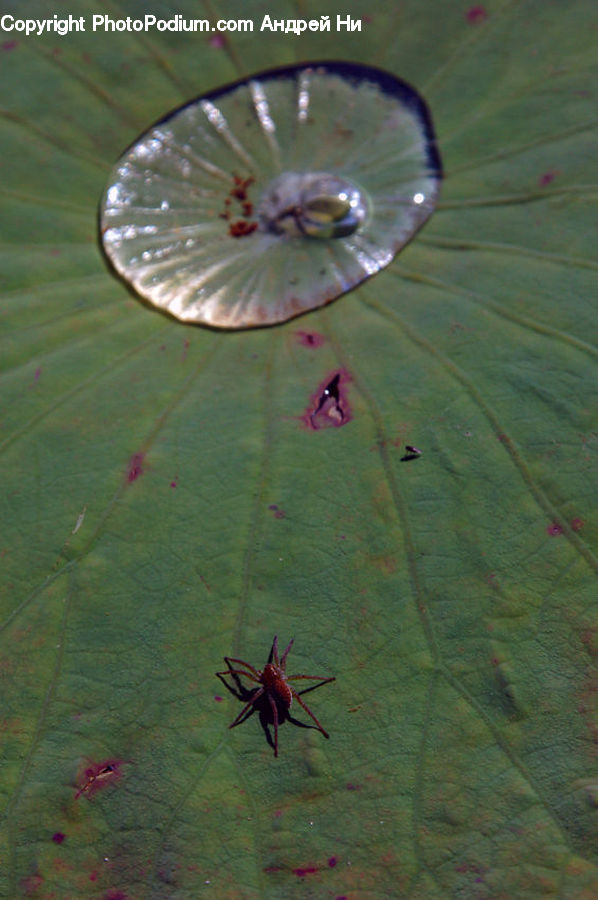 Arachnid, Garden Spider, Insect, Invertebrate, Spider, Cricket Insect, Grasshopper