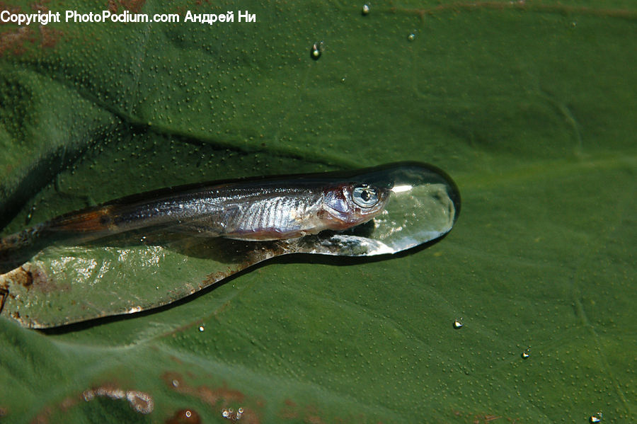 Bonito, Coho, Fish, Sea Life, Trout