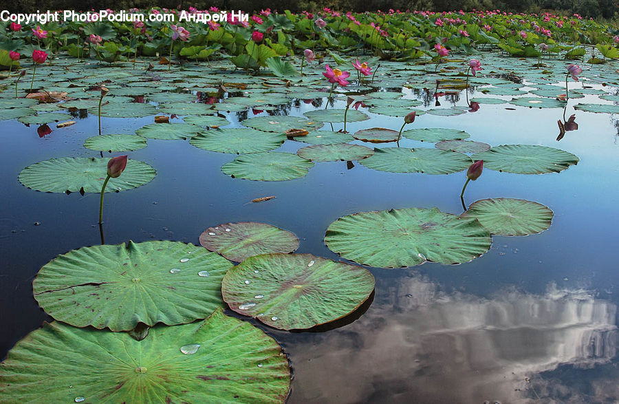 Flower, Lily, Plant, Pond Lily, Outdoors, Pond, Water