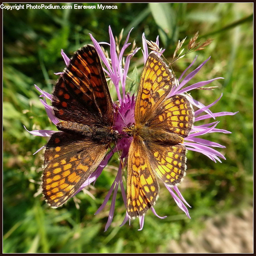 Butterfly, Insect, Invertebrate, Aster, Blossom, Flower, Plant