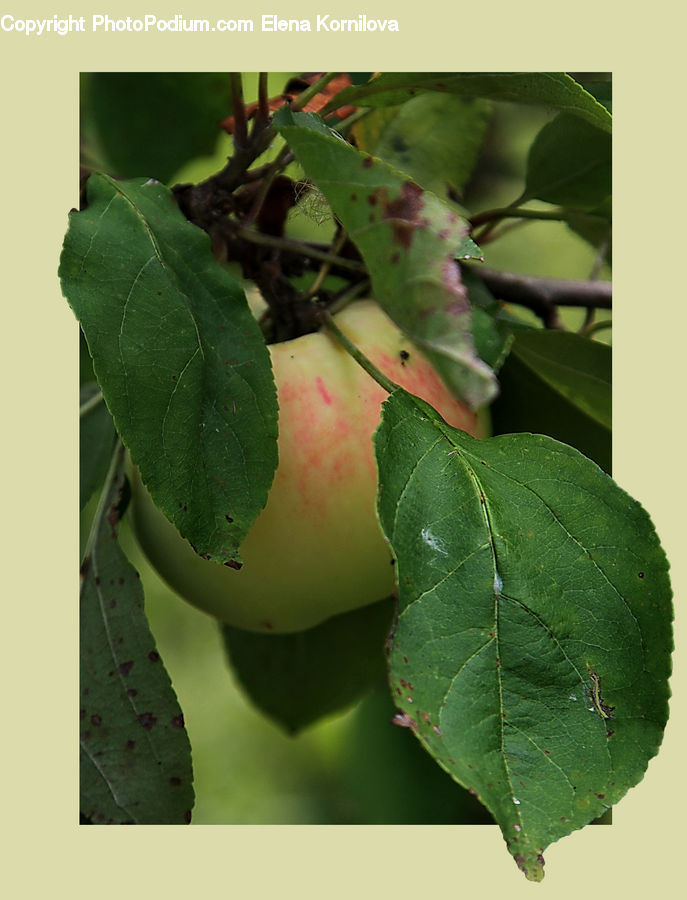 Leaf, Plant, Fruit, Blossom, Flora, Flower
