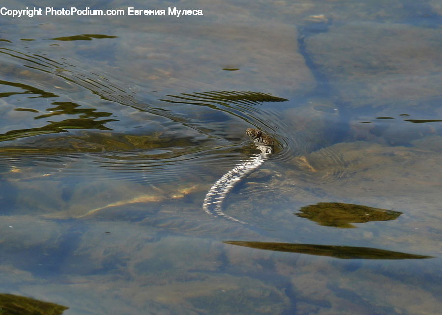 Outdoors, Sky, Alligator, Crocodile, Reptile, Land, Marsh