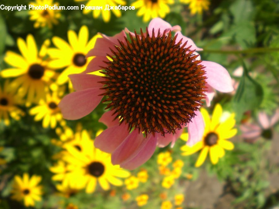 Blossom, Flora, Flower, Plant, Petal, Daisies, Daisy