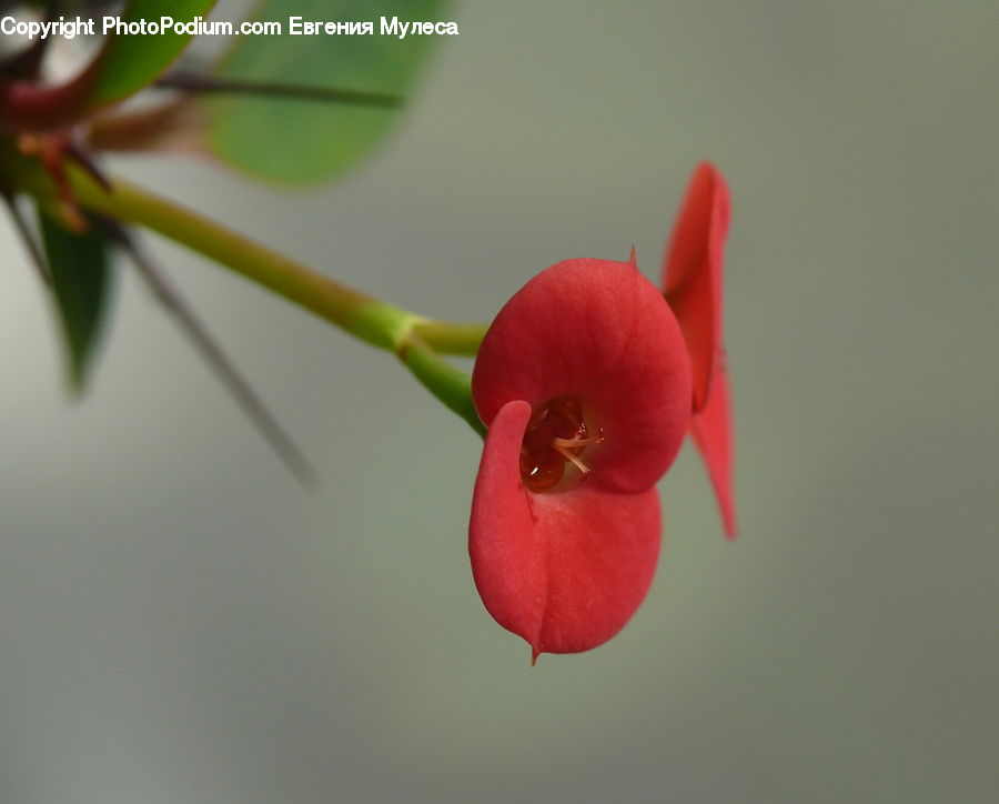 Blossom, Flora, Flower, Geranium, Plant, Bud, Gladiolus