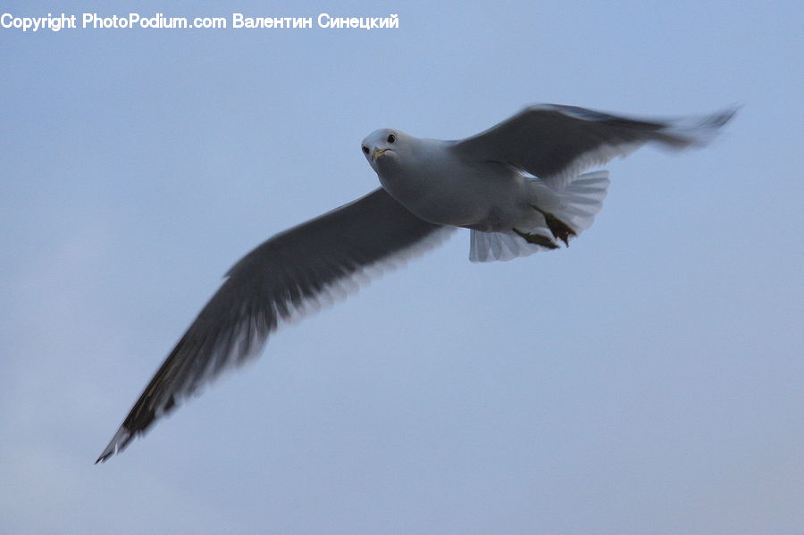 Bird, Seagull, Dove, Pigeon, Booby, Kite Bird