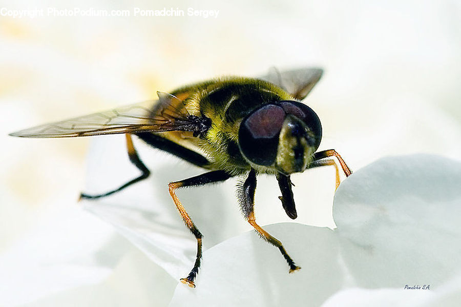 Bee, Insect, Invertebrate, Apidae, Bumblebee, Asilidae, Hornet