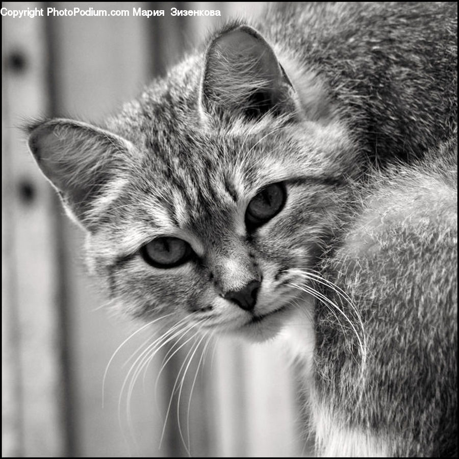 Animal, Adorable, Abyssinian, Cat, Mammal, Pet