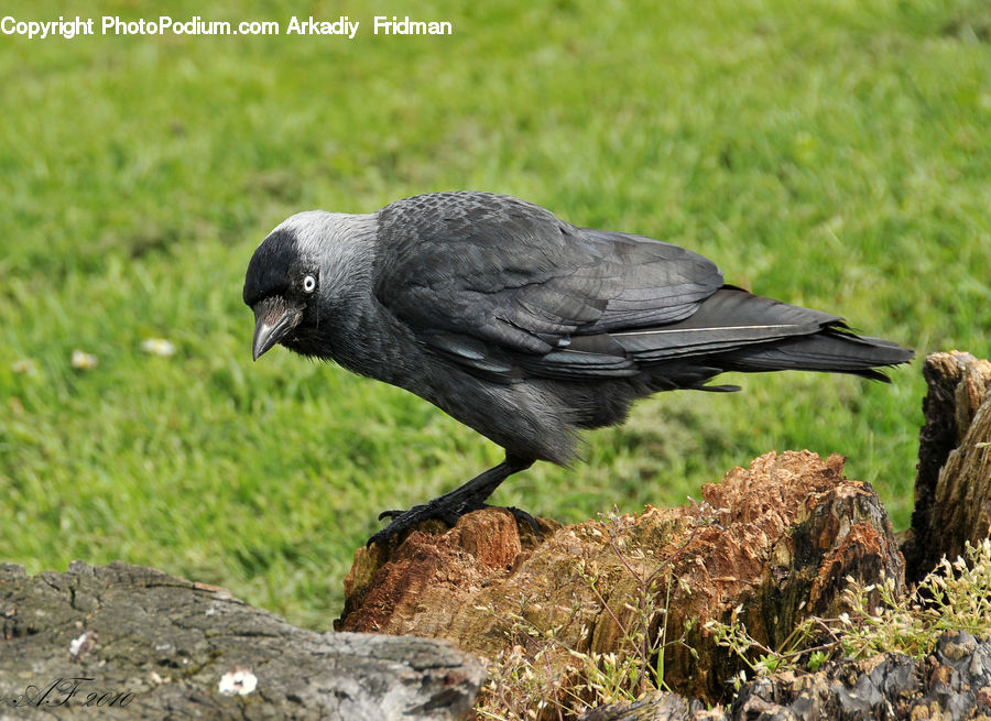Bird, Blackbird, Crow, Grain, Grass, Plant, Wheat