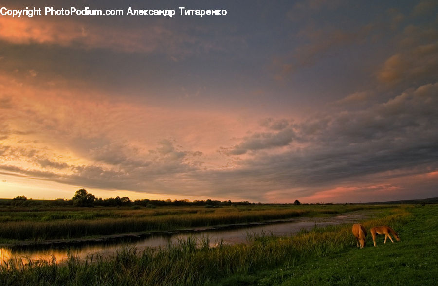 Field, Grass, Grassland, Land, Outdoors, Plant, Landscape
