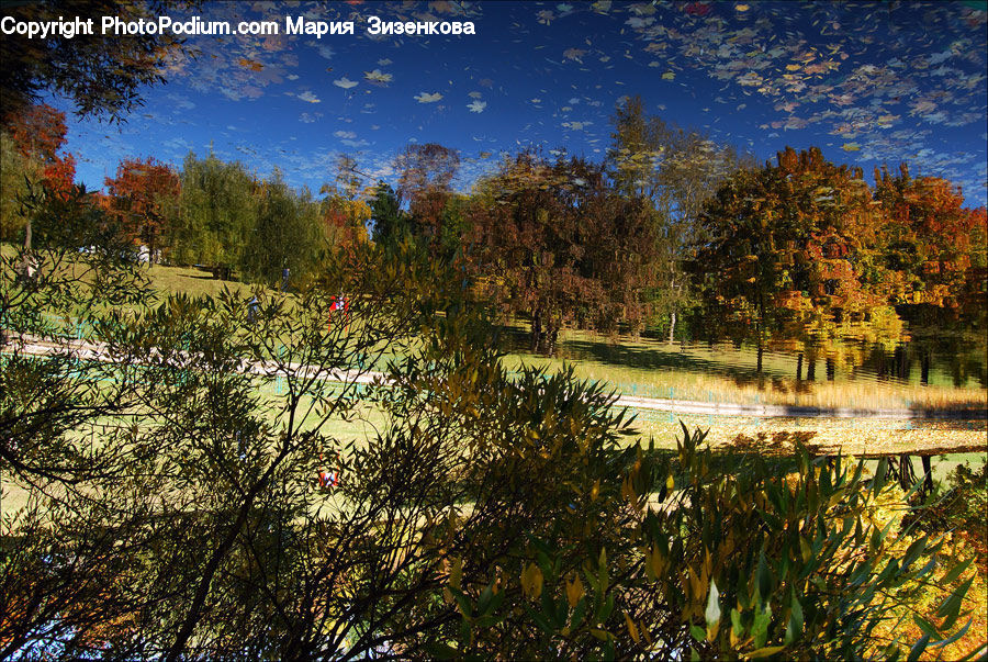 Outdoors, Pond, Water, Field, Grass, Grassland, Plant