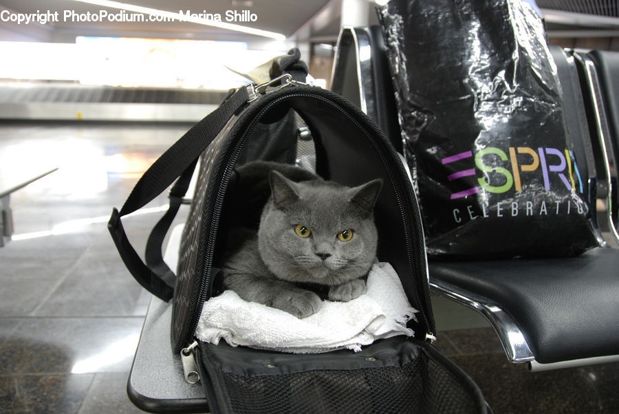 Flyer, Poster, Luggage, Suitcase, Brochure