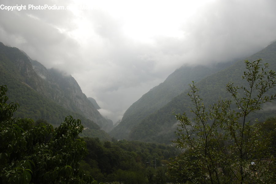 Forest, Jungle, Rainforest, Vegetation, Fog, Mist, Outdoors