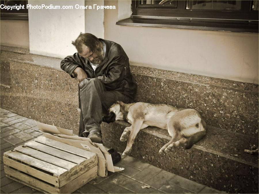People, Person, Human, Animal, Canine, Dog, Labrador Retriever