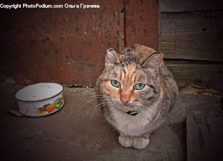 Animal, Cat, Kitten, Mammal, Pet, Bowl, Abyssinian