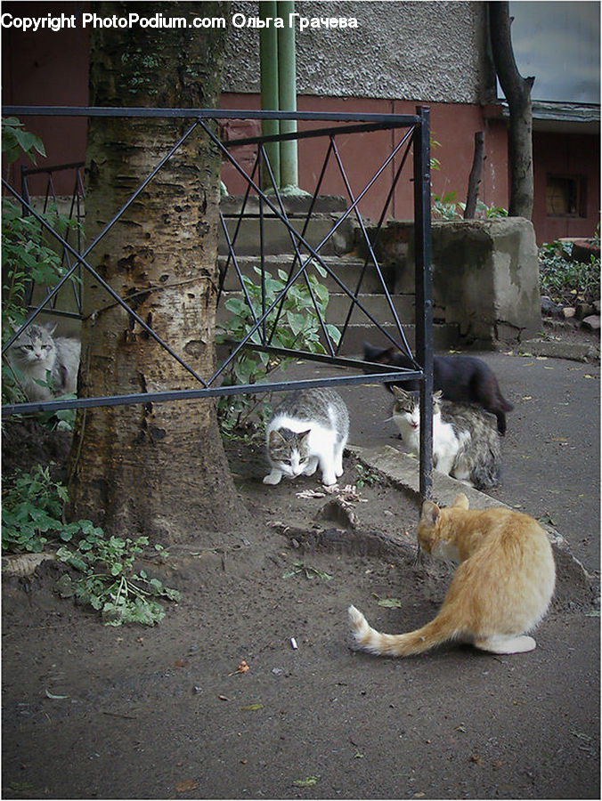 Animal, Cat, Mammal, Pet, Kitten, Adorable, Soil