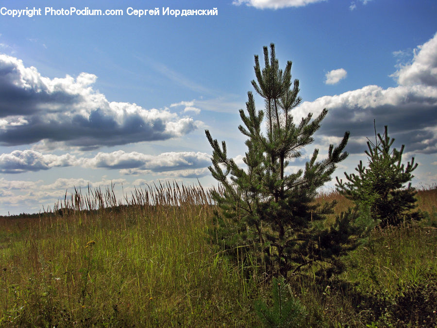 Conifer, Fir, Pine, Plant, Spruce, Tree, Field