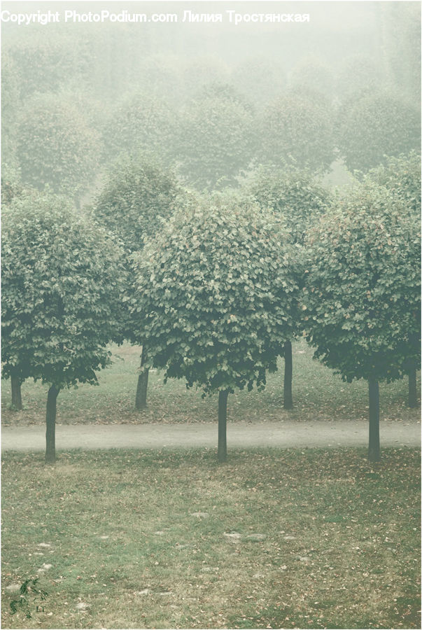 Fog, Landscape, Nature, Scenery, Mist, Outdoors