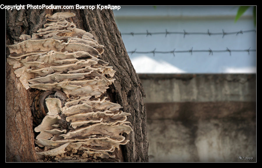 Architecture, Column, Parthenon, Temple, Worship, Rubble