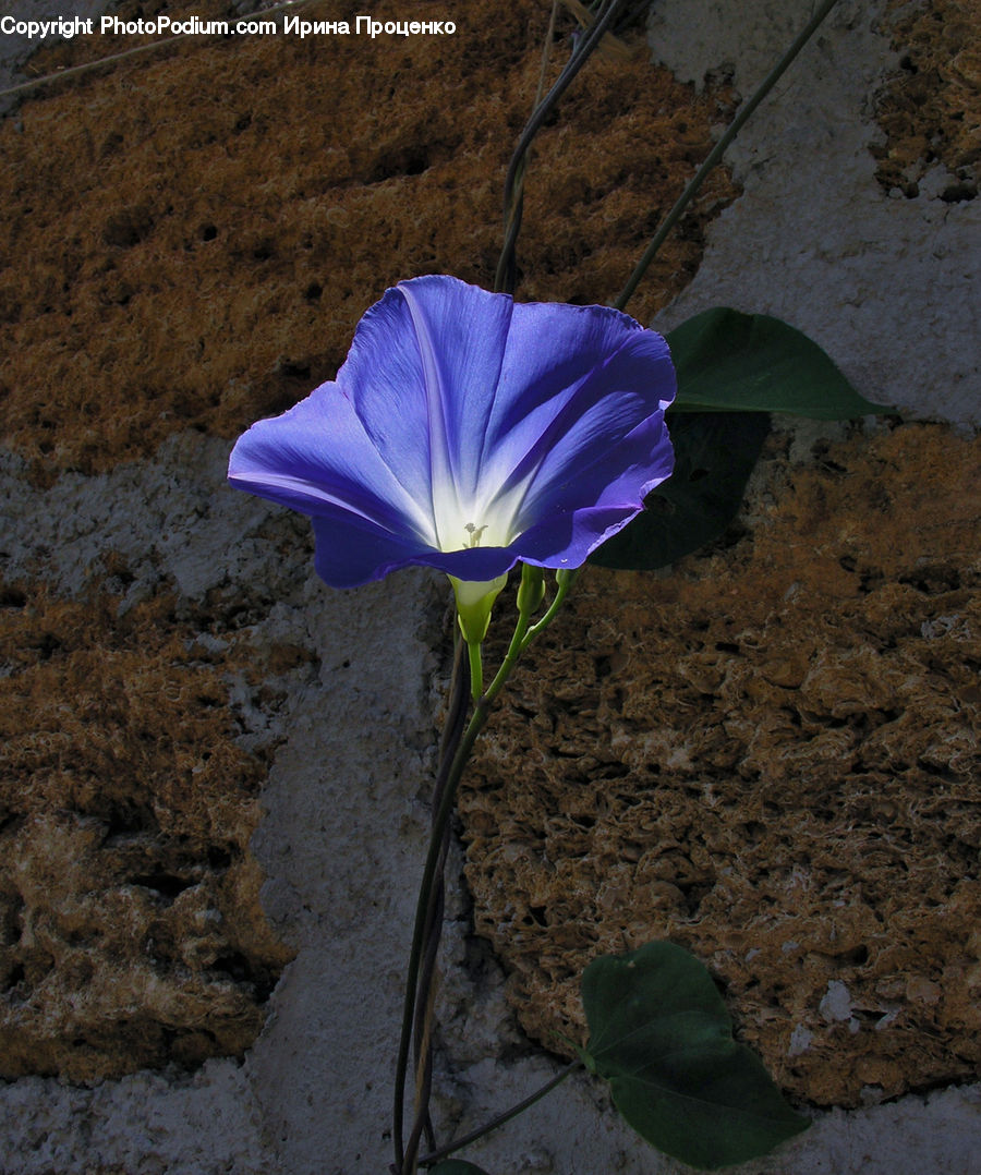 Fiber, Flax, Flora, Flower, Plant, Blossom, Crocus