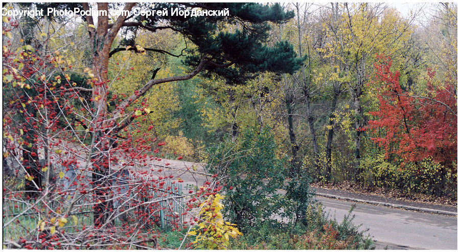 Conifer, Fir, Plant, Tree, Bush, Vegetation, Blossom