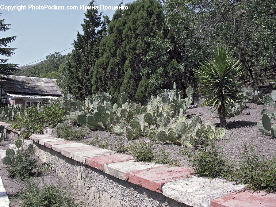 Building, Cottage, Housing, Agavaceae, Plant, Arecaceae, Palm Tree