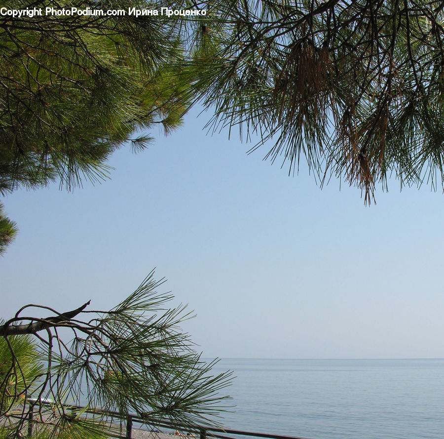 Conifer, Fir, Plant, Tree, Landscape, Nature, Scenery