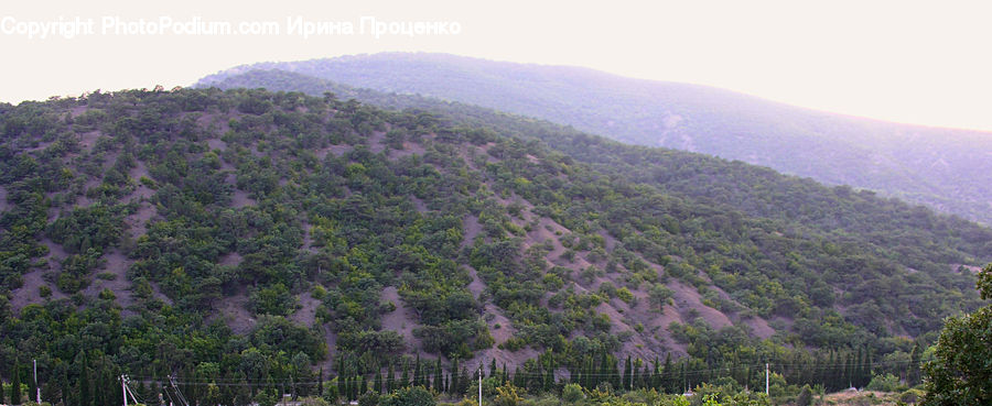 Crest, Mountain, Outdoors, Peak, Conifer, Fir, Plant