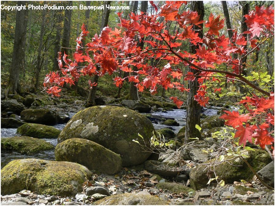 Flora, Flower, Gladiolus, Plant, Maple, Tree, Wood