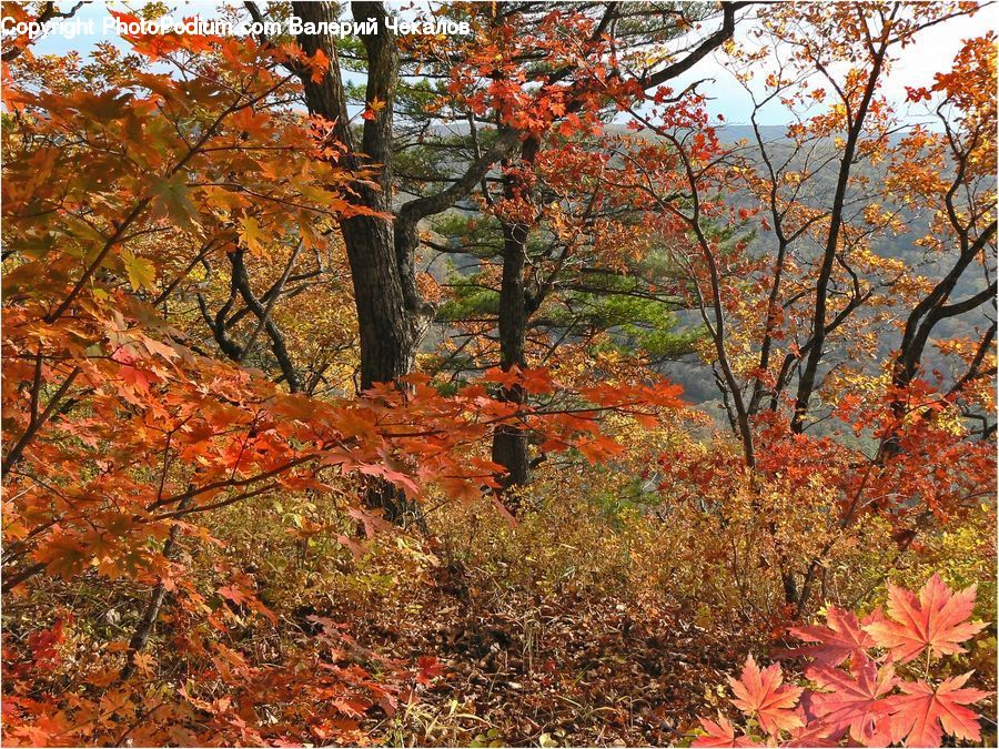 Maple, Tree, Wood, Oak, Plant, Blossom, Flora