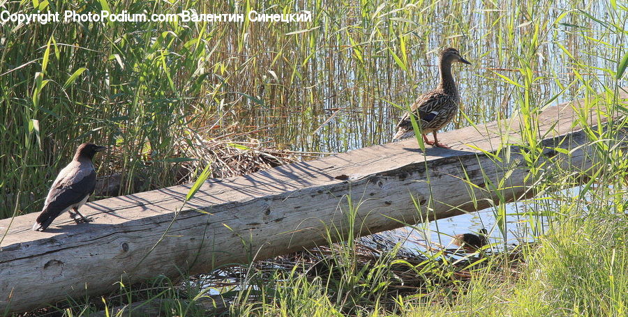Bird, Waterfowl, Cormorant, Duck, Teal, Crane Bird, Heron