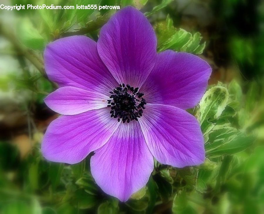 Blossom, Flora, Flower, Geranium, Plant, Anemone, Petal