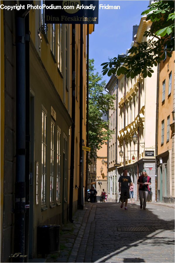 Plant, Vine, Alley, Alleyway, Road, Street, Town