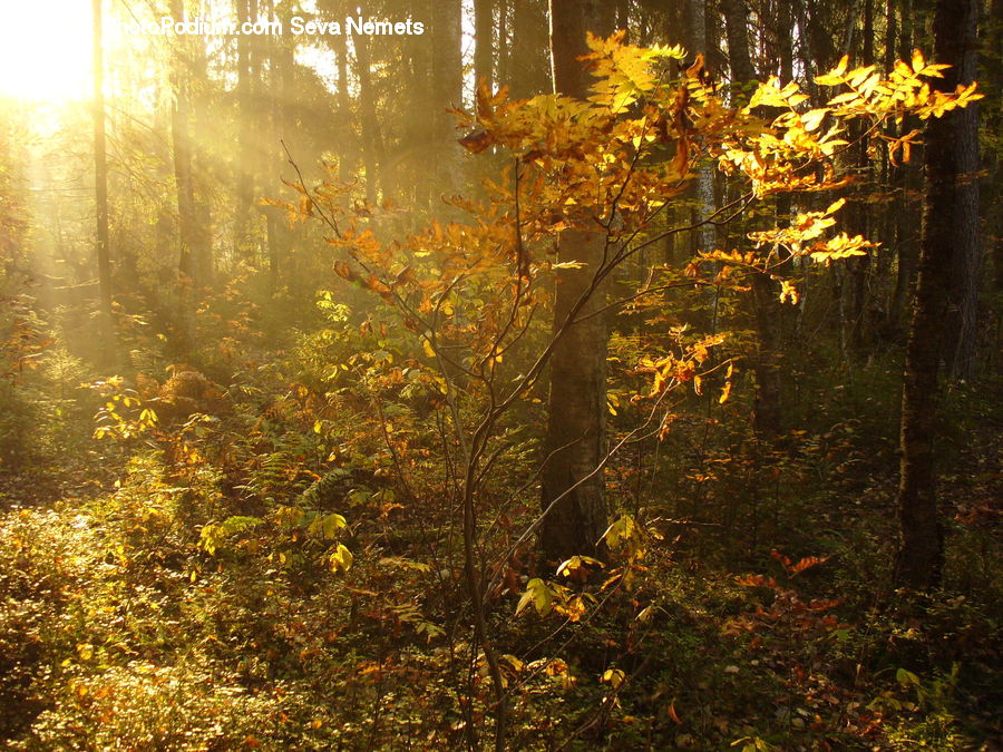 Flare, Light, Sunlight, Forest, Vegetation, Bonfire, Campfire