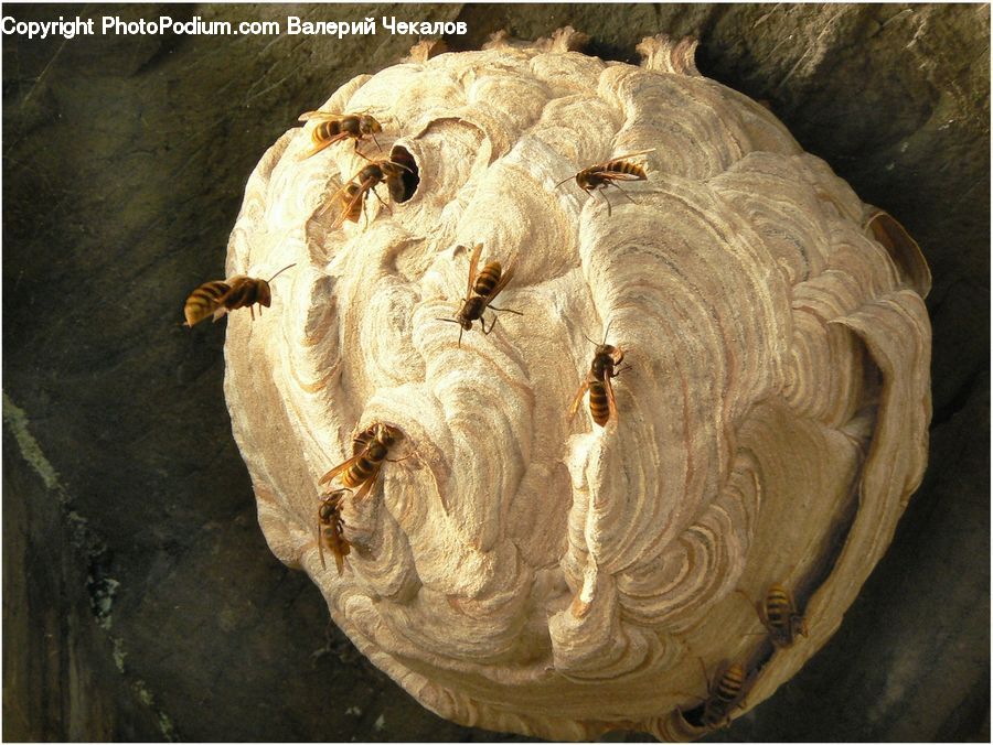 Apple Pie, Cake, Dessert, Food, Pie, Garlic, Plant