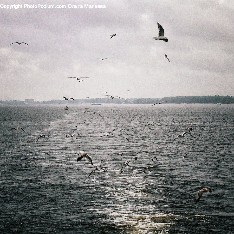 Bird, Crane Bird, Heron, Ocean, Outdoors, Sea, Water