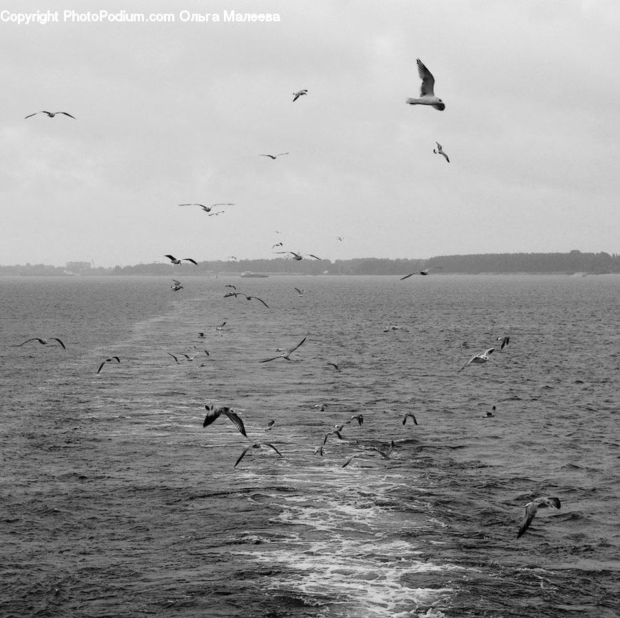 Bird, Seagull, Outdoors, Sea, Water, Ocean, Beach
