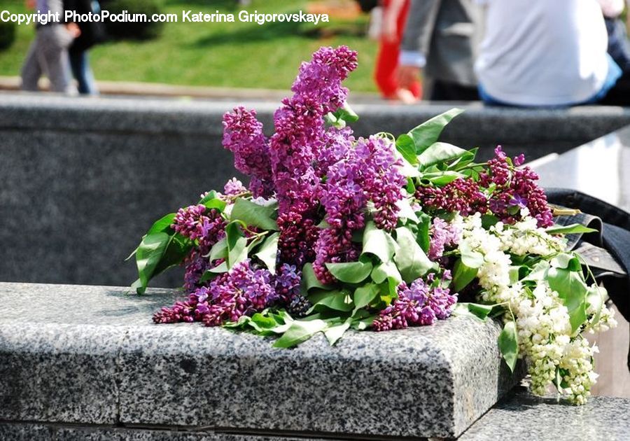 Blossom, Flower, Lilac, Plant, People, Person, Human