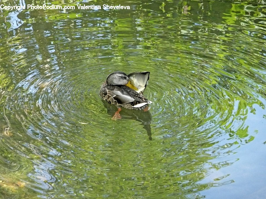 Bird, Waterfowl, Duck, Teal, Outdoors, Pond, Water
