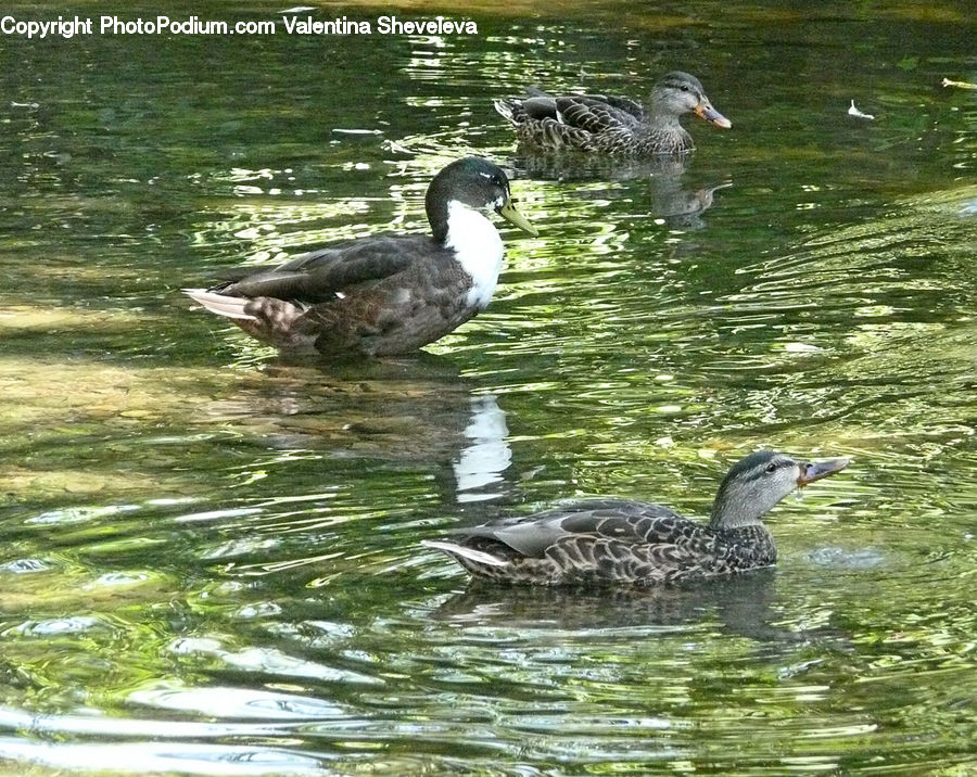 Bird, Waterfowl, Duck, Teal, Animal, Mammal, Otter