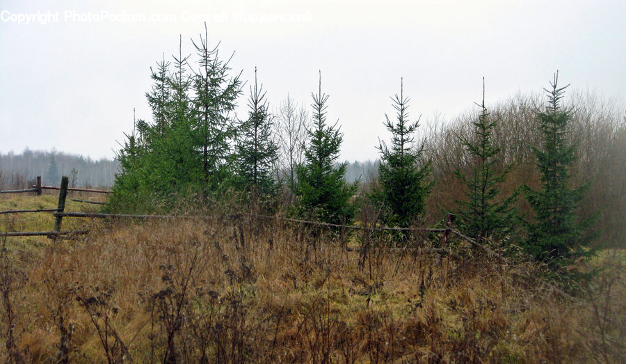 Conifer, Fir, Pine, Spruce, Wood, Field, Grass