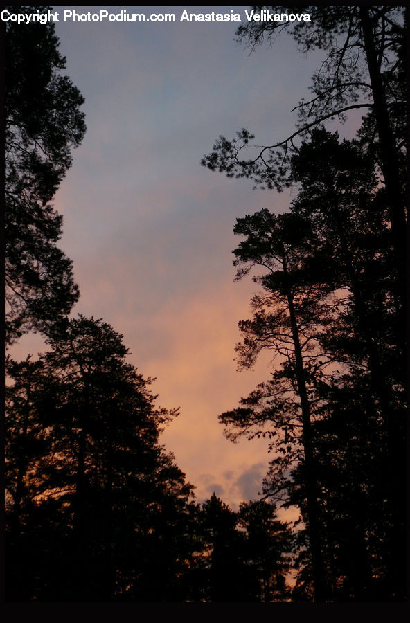 Silhouette, Dawn, Dusk, Red Sky, Sky, Sunrise, Sunset