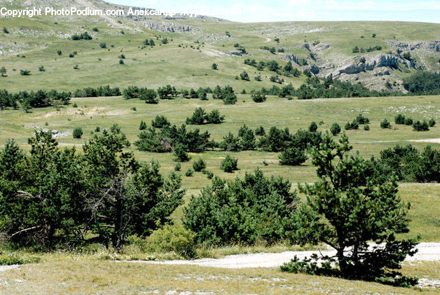 Field, Grass, Grassland, Land, Outdoors, Wilderness, Conifer