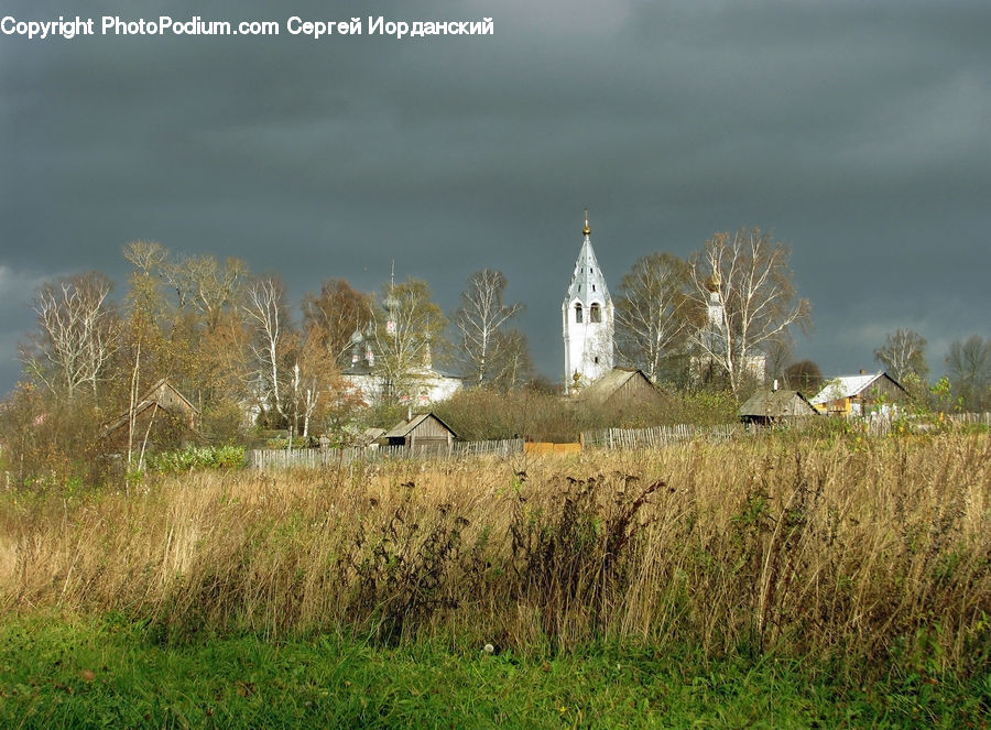 Field, Grass, Grassland, Plant, Land, Outdoors