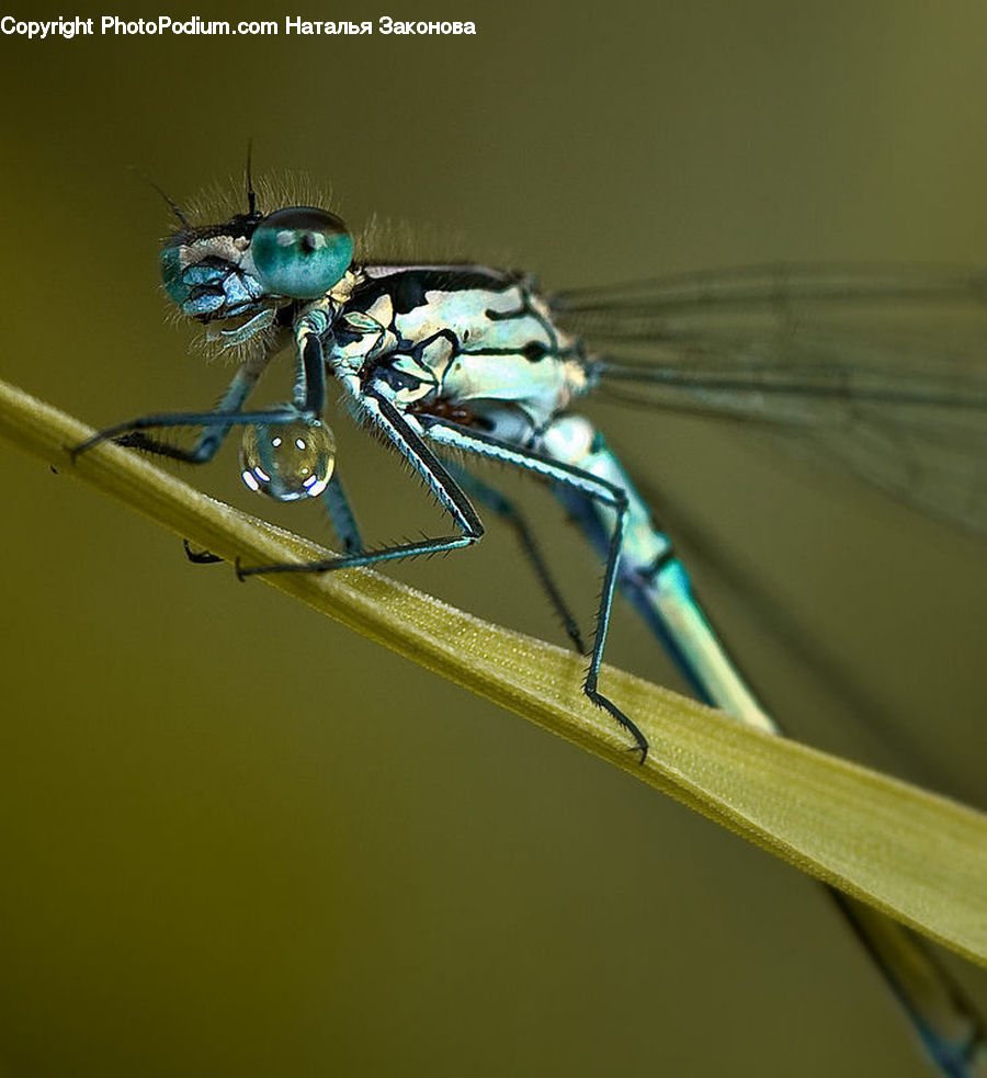 Anisoptera, Dragonfly, Insect, Invertebrate, Emblem, Logo